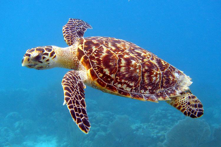 hawksbill_sea_turtle